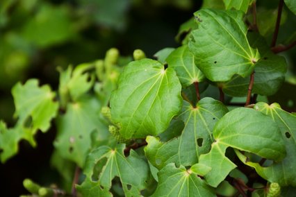 Kawakawa leaves